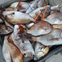 Fisherman Dreams DI 釣果