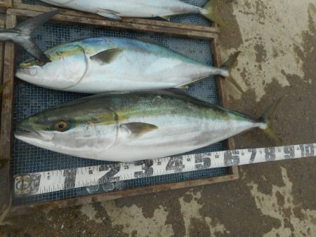 大進丸（愛知） 釣果