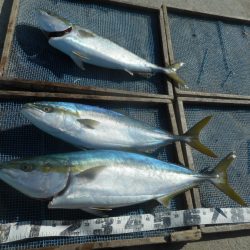 大進丸（愛知） 釣果