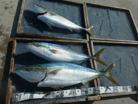 大進丸（愛知） 釣果