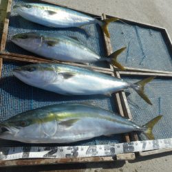 大進丸（愛知） 釣果