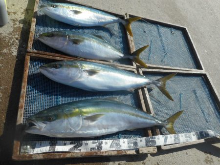 大進丸（愛知） 釣果