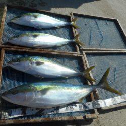 大進丸（愛知） 釣果