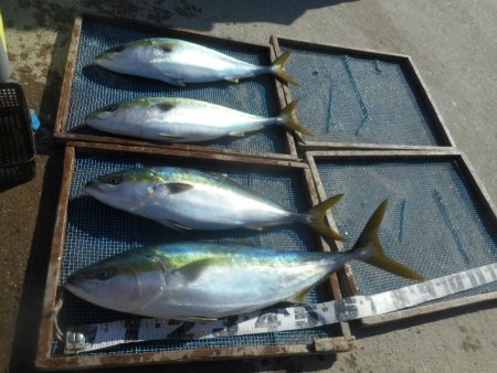 大進丸（愛知） 釣果