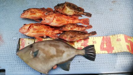 第二常豊丸 釣果