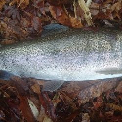 志高湖フィッシング 釣果