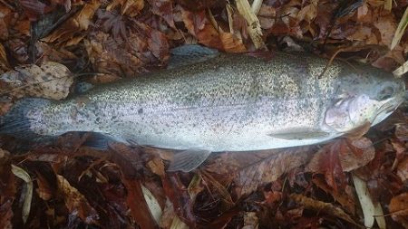 志高湖フィッシング 釣果