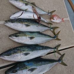 旭星釣りセンター 釣果