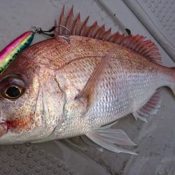 武士(SAMURAI) 釣果