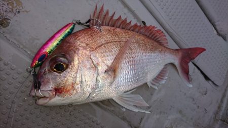 武士(SAMURAI) 釣果