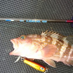 武士(SAMURAI) 釣果