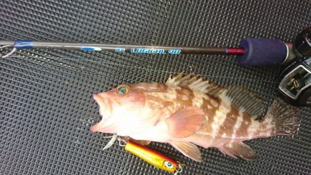 武士(SAMURAI) 釣果