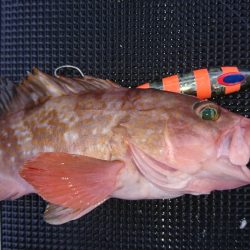 武士(SAMURAI) 釣果