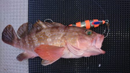 武士(SAMURAI) 釣果