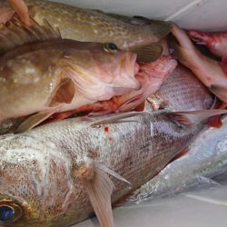 武士(SAMURAI) 釣果