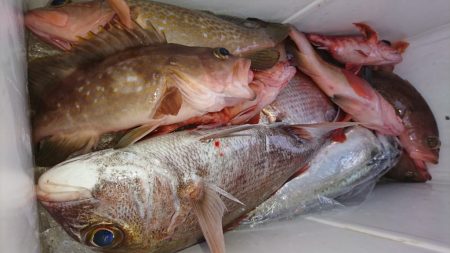 武士(SAMURAI) 釣果