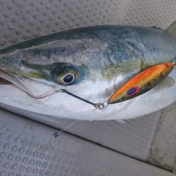 武士(SAMURAI) 釣果