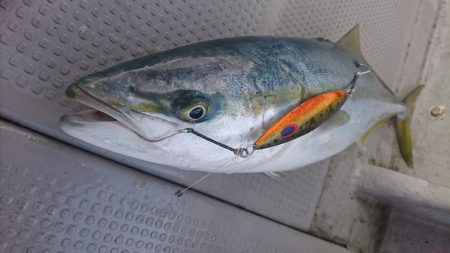 武士(SAMURAI) 釣果