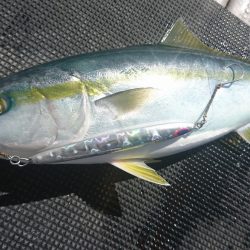 武士(SAMURAI) 釣果