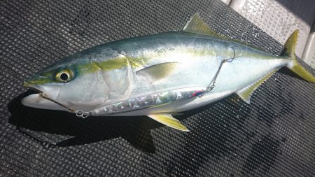 武士(SAMURAI) 釣果