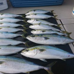 武士(SAMURAI) 釣果