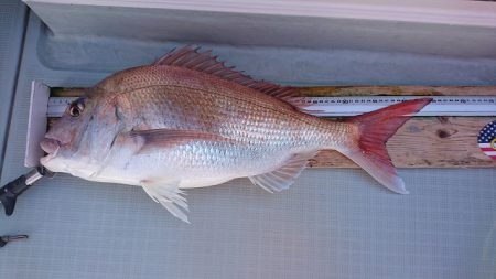 フィッシングボートACE(エース) 釣果