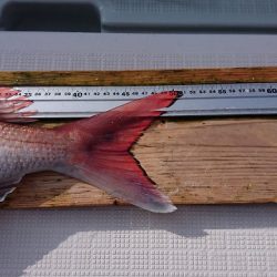 フィッシングボートACE(エース) 釣果