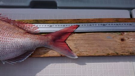 フィッシングボートACE(エース) 釣果