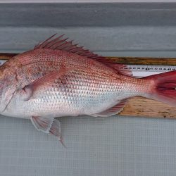 フィッシングボートACE(エース) 釣果