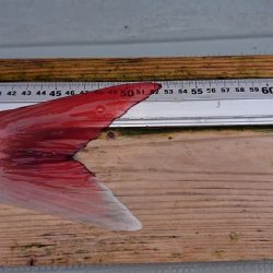 フィッシングボートACE(エース) 釣果