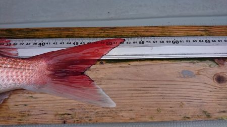 フィッシングボートACE(エース) 釣果