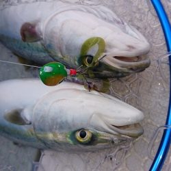 フィッシングボートACE(エース) 釣果