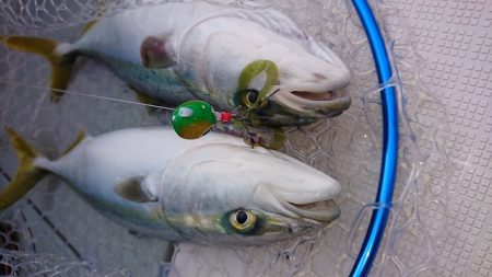 フィッシングボートACE(エース) 釣果