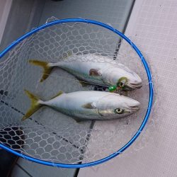 フィッシングボートACE(エース) 釣果