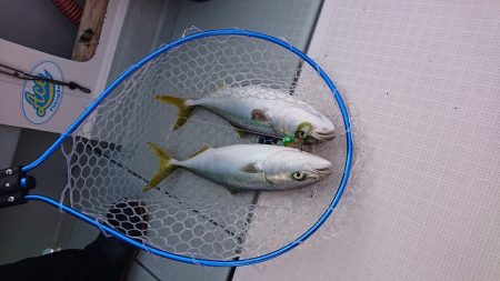 フィッシングボートACE(エース) 釣果