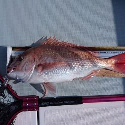 フィッシングボートACE(エース) 釣果