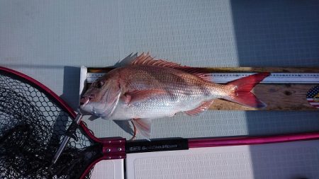 フィッシングボートACE(エース) 釣果