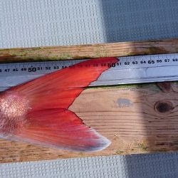 フィッシングボートACE(エース) 釣果