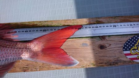 フィッシングボートACE(エース) 釣果