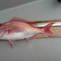 フィッシングボートACE(エース) 釣果