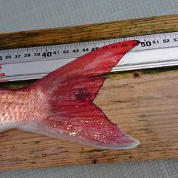 フィッシングボートACE(エース) 釣果