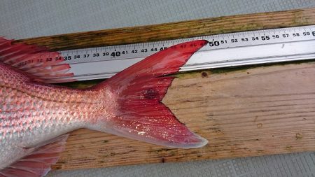 フィッシングボートACE(エース) 釣果