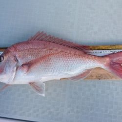 フィッシングボートACE(エース) 釣果