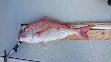 フィッシングボートACE(エース) 釣果