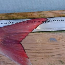 フィッシングボートACE(エース) 釣果