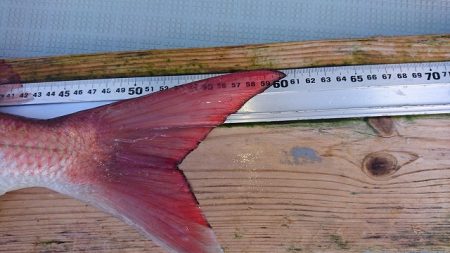 フィッシングボートACE(エース) 釣果