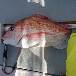 フィッシングボートACE(エース) 釣果