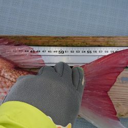 フィッシングボートACE(エース) 釣果