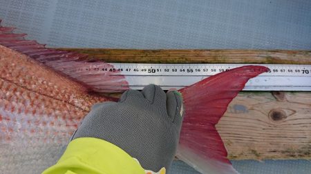 フィッシングボートACE(エース) 釣果