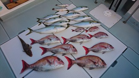 フィッシングボートACE(エース) 釣果